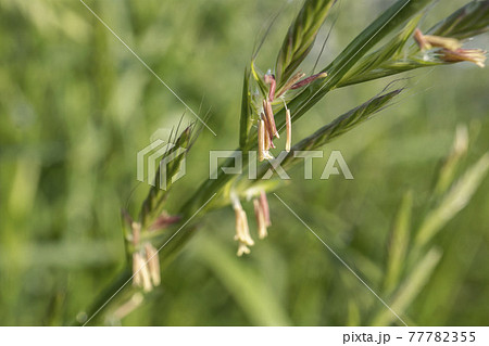 Festuca Perensis Gramineae 小花開放 雌花和花藥 花粉症的原因 照片素材 圖片 圖庫
