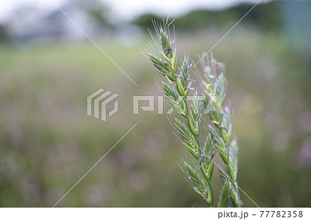 花が咲いて花粉が飛び出したネズミムギ イネ科 花粉症の原因 の写真素材