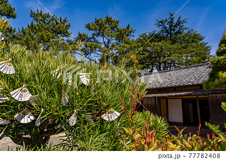 山口県萩市　松陰神社内にある木にぶら下げられた扇子型のおみくじ 77782408