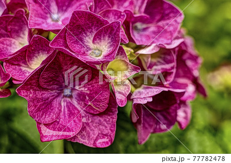 雨上がりの朝の紫陽花の花の写真素材