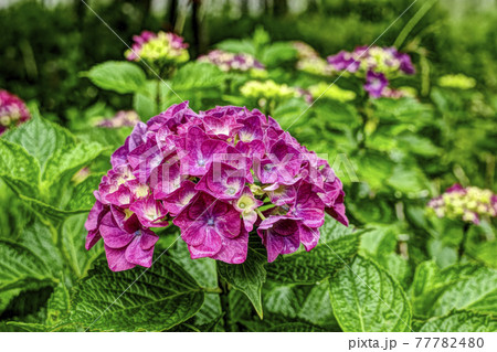 雨上がりの朝の紫陽花の花の写真素材