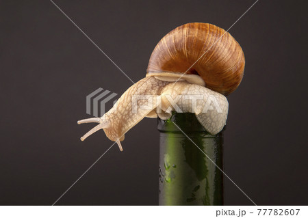 grape snail on a bottle on a dark background grape snail on a bottle on a dark background 77782607