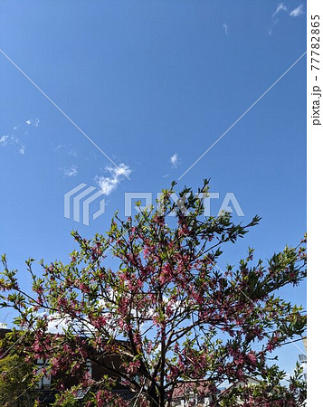 木と青空の写真 木と青空の写真 77782865