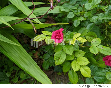 小さなバラの花 77782867