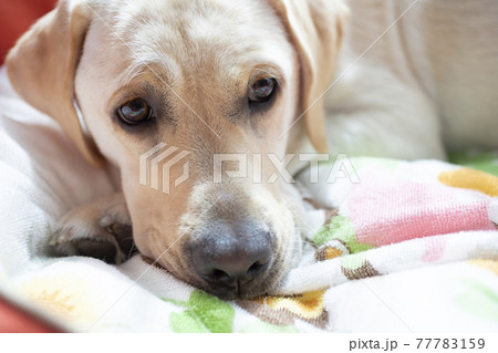 上目遣いで伏せのポーズ、イエローのラブラドールレトリバー 上目遣いで伏せのポーズ、イエローのラブラドールレトリバー 77783159