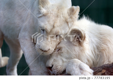 white lion and lioness show each other tenderness and love 77783195