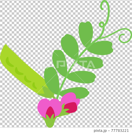 カラスノエンドウの葉と花とサヤ 77783221