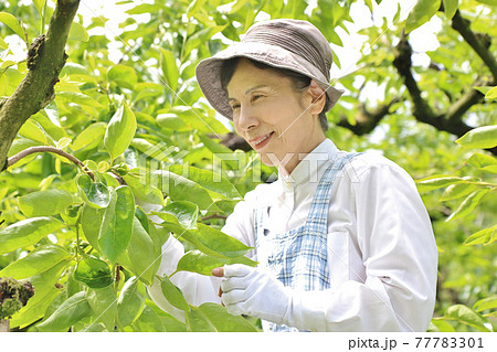 茶色帽子、青チェックエプロンの柿摘蕾をしているシニア女性　バストアップ 77783301