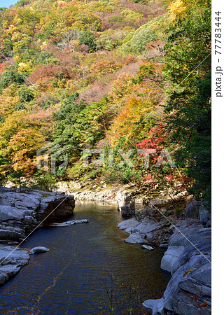 奥津渓の紅葉(岡山県苫田郡) 奥津渓の紅葉(岡山県苫田郡) 77783444