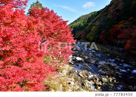 奥津渓の紅葉（岡山県苫田郡） 77783450
