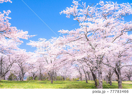 桜・満開の写真素材 [77783466] - PIXTA
