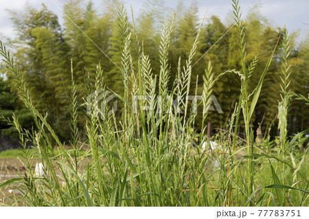 竹林をバックに直立するホソムギ イネ科 花粉症の原因 の写真素材