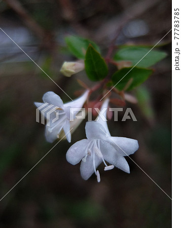 白い二輪のツクバネウツギ 77783785