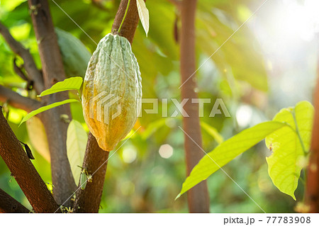 Cacao tree with cacao pods in a organic farm.. Cacao tree with cacao pods in a organic farm.. 77783908
