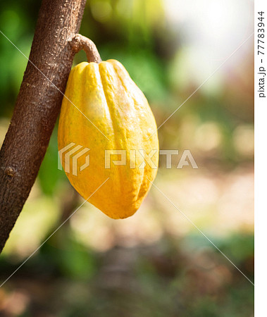 Cacao tree with cacao pods in a organic farm.. 77783944
