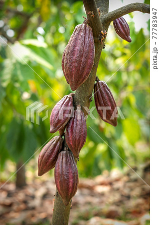 Cacao tree with cacao pods in a organic farm.. 77783947
