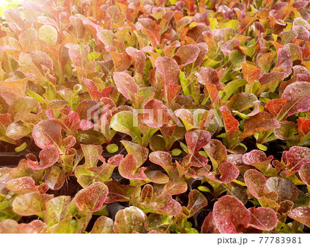 Close up of salad vegetable plantation in a green house 77783981
