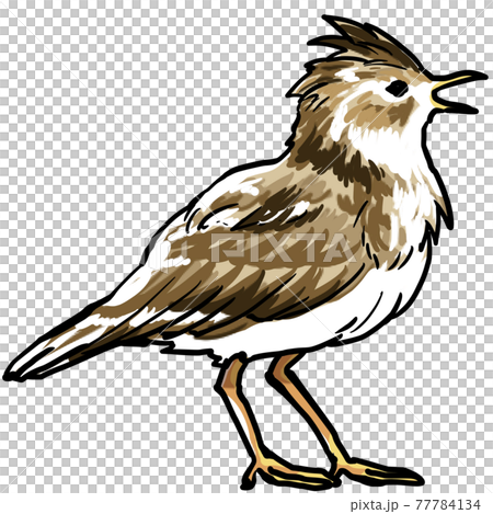 リアルなヒバリのイラスト リアルなヒバリのイラスト 77784134