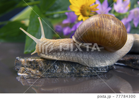 grape snail is actively crawling in nature. mollusc and invertebrate. delicacy meat and gourmet food grape snail is actively crawling in nature. mollusc and invertebrate. delicacy meat and gourmet food 77784300