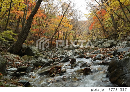 秋 紅葉 川 77784537