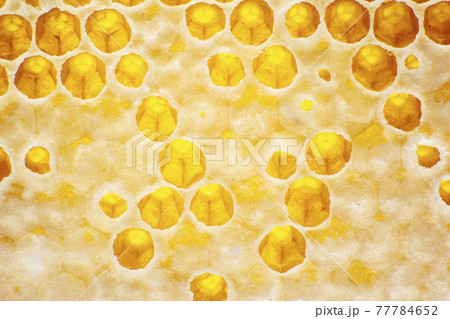 fresh bee honey in a honeycomb on the light close-up. vitamin natural food. texture and background fresh bee honey in a honeycomb on the light close-up. vitamin natural food. texture and background 77784652