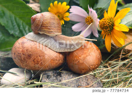 grape snail is actively crawling in nature. mollusc and invertebrate 77784734