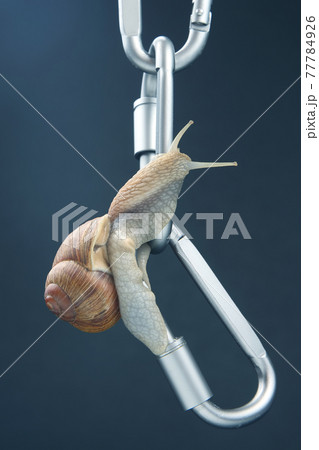 snails hold each other on metal carabiners for belay. mollusc and invertebrate. 77784926