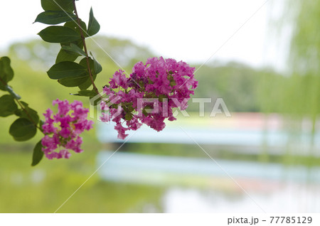サルスベリ（百日紅）の木がピンク色の花を咲かせています。 77785129