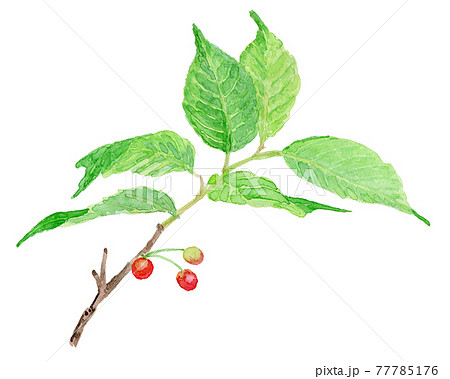 Prunus pseudocerasus さくらんぼ（暖地桜桃） 77785176