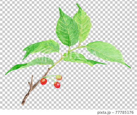 Prunus pseudocerasus さくらんぼ（暖地桜桃） 77785176