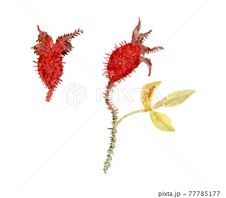 Rosa laevigata　ナニワイバラの実（金桜子） 77785177