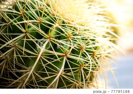 Cactus plants, desert plants in the garden and mild sunshine. Cactus plants, desert plants in the garden and mild sunshine. 77785188