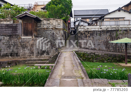 初夏に咲く花菖蒲の花が裏高瀬川に咲く風景 77785203