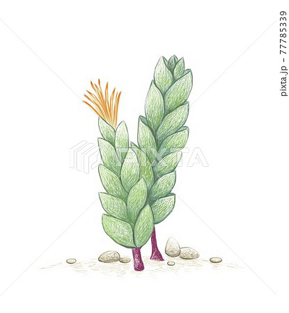 Hand Drawn Sketch of Corpuscularia Lehmannii Succulents Plant Hand Drawn Sketch of Corpuscularia Lehmannii Succulents Plant 77785339