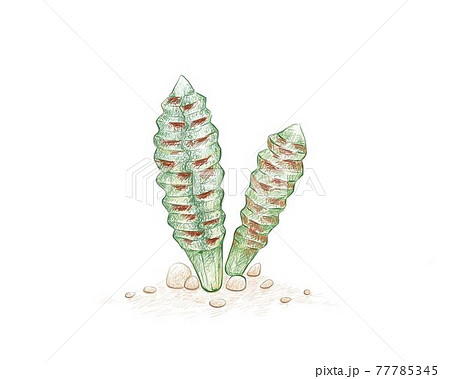 Hand Drawn Sketch of Bulbine Bruynsii Succulents Plant Hand Drawn Sketch of Bulbine Bruynsii Succulents Plant 77785345