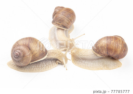 grape snail on a white background. mollusc and invertebrate.  77785777