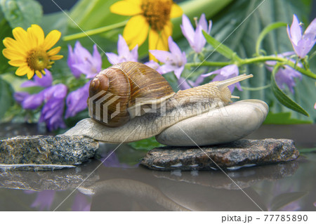 snail climbs from stone to stone. mollusc and invertebrate snail climbs from stone to stone. mollusc and invertebrate 77785890