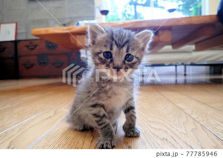子猫 生後2週間 子猫 生後2週間 77785946