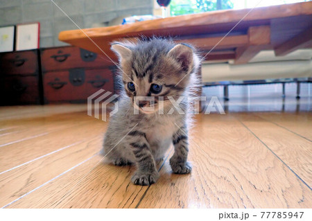 子猫 生後2週間 子猫 生後2週間 77785947