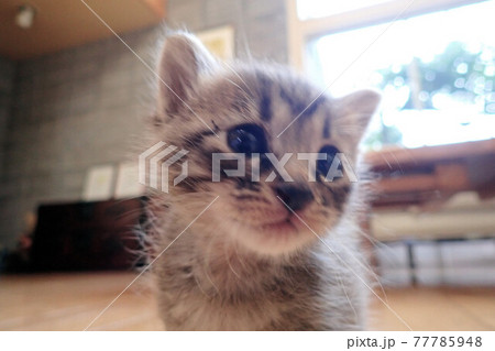 子猫 生後2週間 子猫 生後2週間 77785948