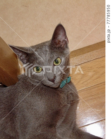 ロシアンブルー、レオ、LEO,猫のかわいい、美しい毛並み、保護猫、猫バカ ロシアンブルー、レオ、LEO,猫のかわいい、美しい毛並み、保護猫、猫バカ 77785950