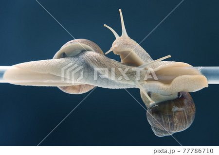 snails hang from a plastic tube. romance and relationships in the animal kingdom. 77786710