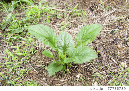 ヒメジョオン 植物 雑草 77786789