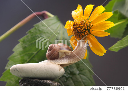 grape snail crawling on a stone against a background of flowers. mollusc and invertebrate grape snail crawling on a stone against a background of flowers. mollusc and invertebrate 77786901