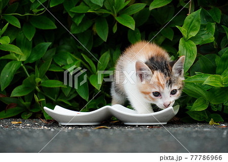 ご飯を食べに生垣から顔を出す可愛い三毛猫の子猫の写真素材