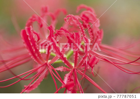 彼岸花(ヒガンバナ)の赤い花が咲いています。学名はLycoris radiataです。 彼岸花(ヒガンバナ)の赤い花が咲いています。学名はLycoris radiataです。 77787051