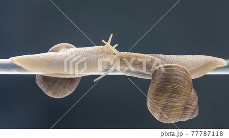 snails hang from a plastic tube. romance and relationships in the animal kingdom snails hang from a plastic tube. romance and relationships in the animal kingdom 77787118