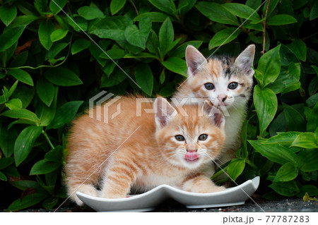 ご飯を食べに生垣から出てきた可愛い野良猫の子猫 ご飯を食べに生垣から出てきた可愛い野良猫の子猫 77787283