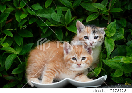ご飯を食べに生垣から出てきた可愛い野良猫の子猫 ご飯を食べに生垣から出てきた可愛い野良猫の子猫 77787284
