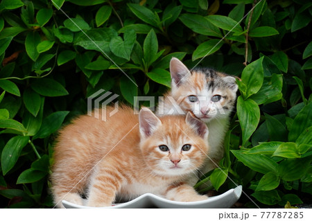 ご飯を食べに生垣から出てきた可愛い野良猫の子猫 ご飯を食べに生垣から出てきた可愛い野良猫の子猫 77787285